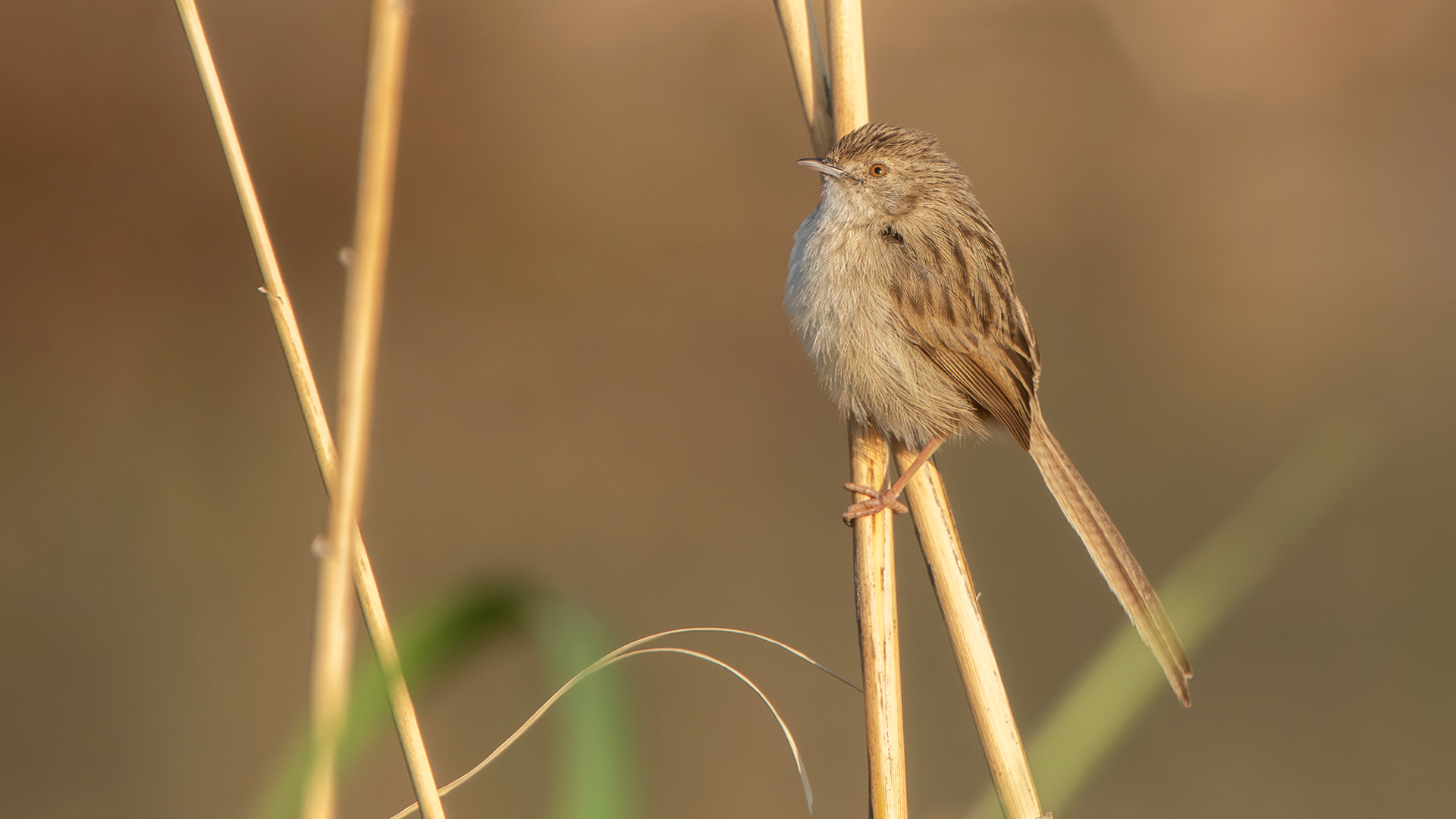 Graceful Prinia